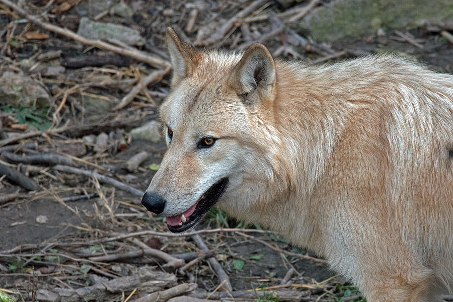 Cinnamon IIi Photograph by Alan Hensley