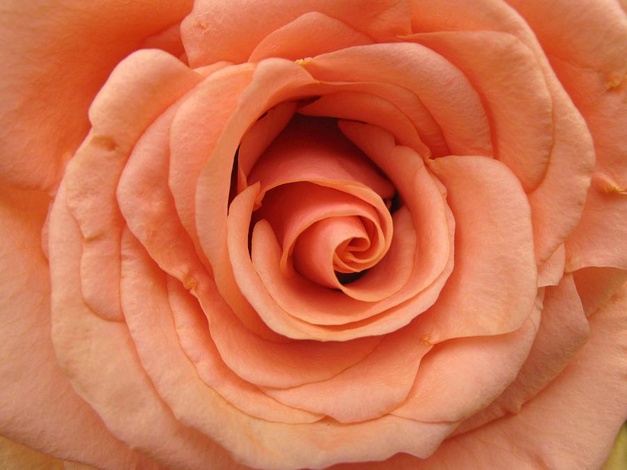 Cinnamon Rose Photograph by Carol Sweetwood