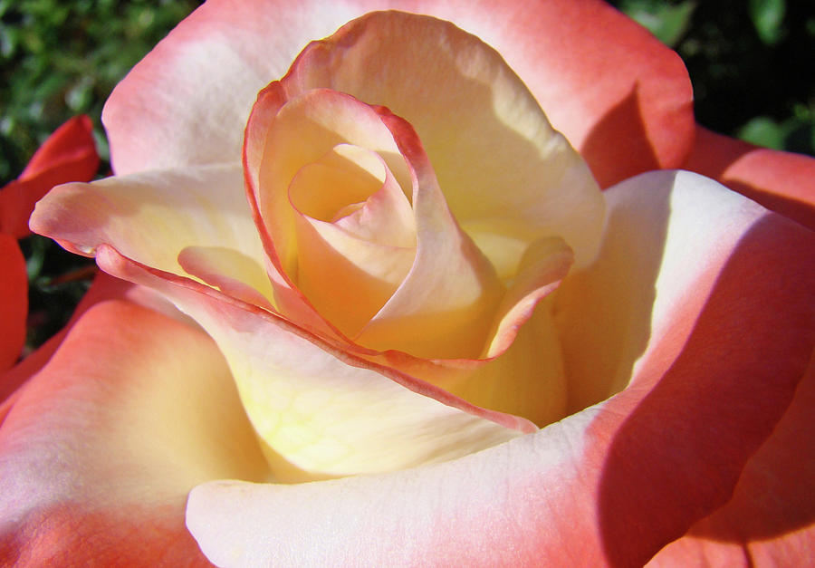 Cinnamon Rose Flower Bud Soft Velvet Baslee Troutman Photograph by Patti Baslee