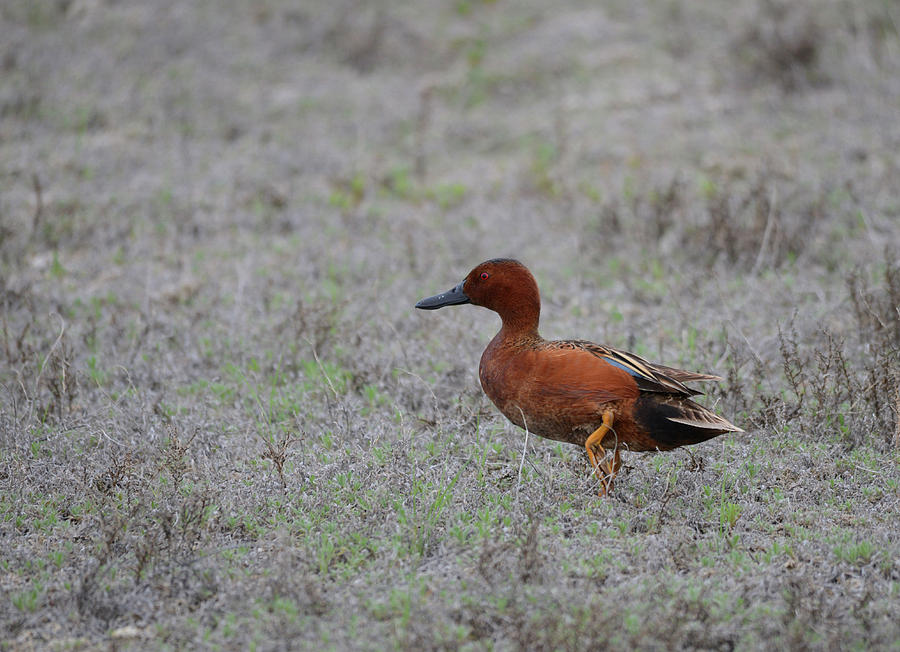 Cinnamon Teal Drake2 Photograph by Whispering Peaks Photography