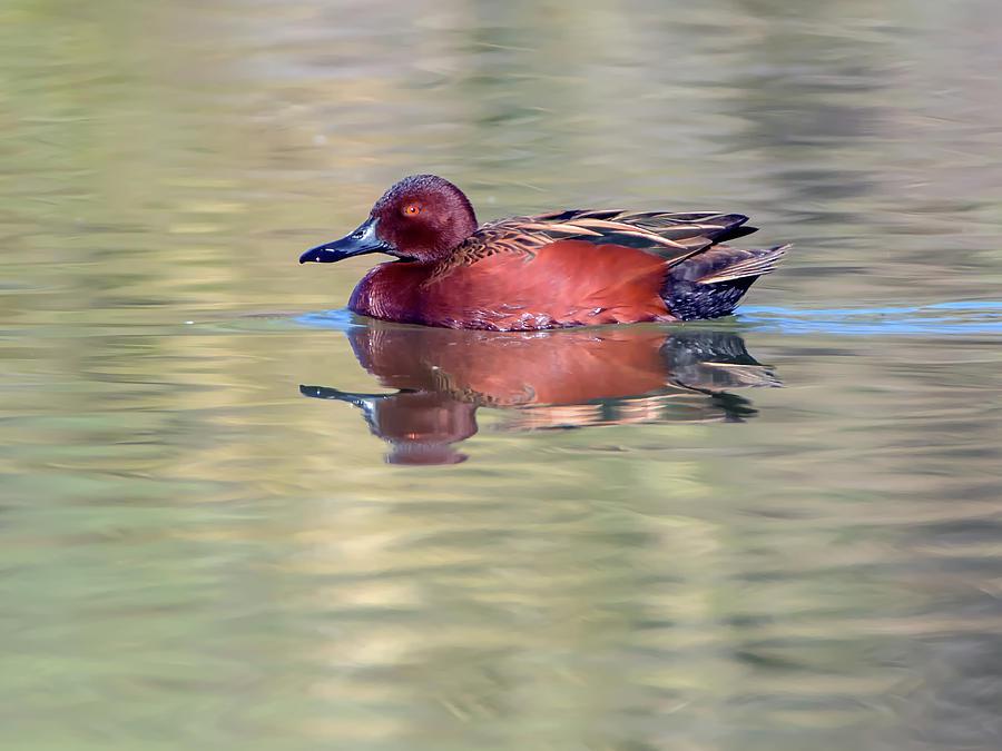 Cinnamon Teal Duck Photograph by Tam Ryan