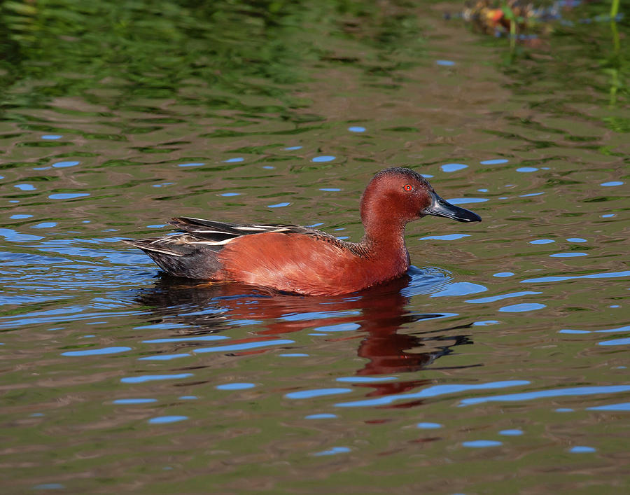 Cinnamon Teal in Pretty Water Photograph by Mark Miller
