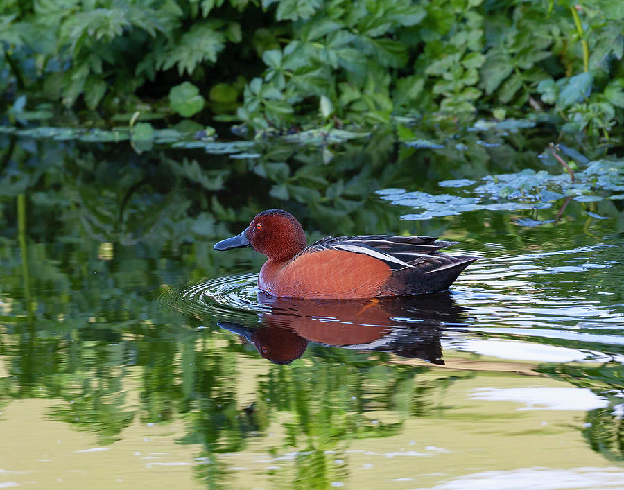 Cinnamon Teal in Quiet Waters Photograph by Mark Miller
