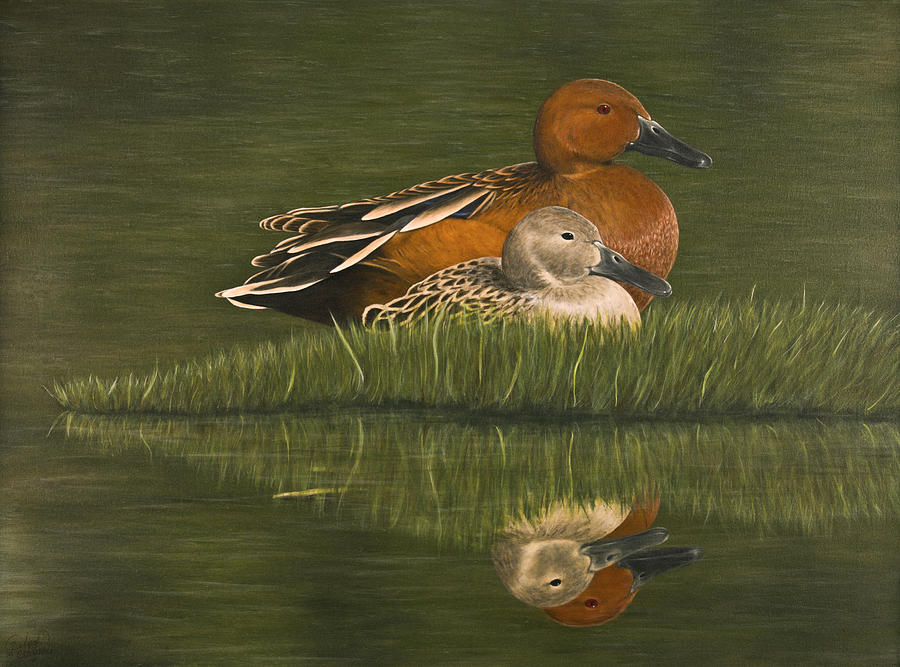 Duck Painting - Cinnamon Teal Pair by Deborah Collier
