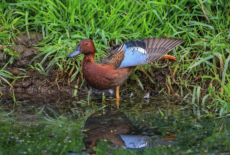 Cinnamon Teal Stretching Photograph by Sam Amato