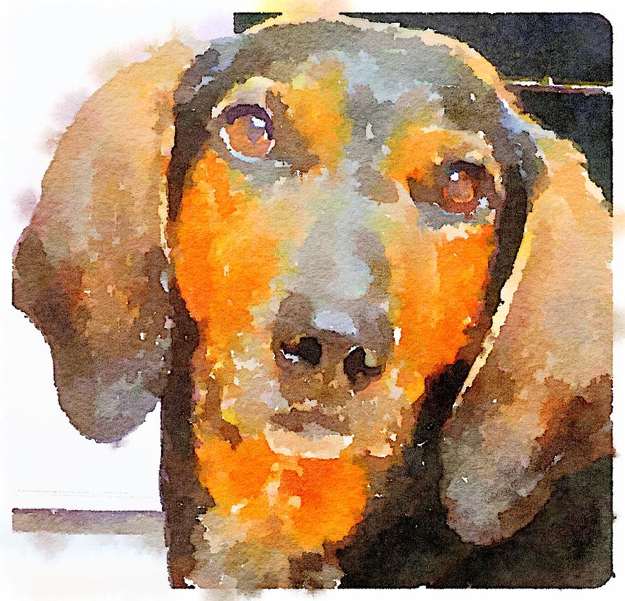 Cinnamon the Coonhound by Elizabeth Rose Cinnamon the Coonhound by Elizabeth Rose