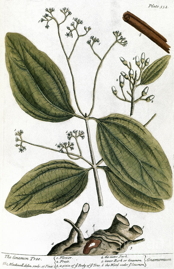 Cinnamon Tree, 1735 Photograph by Granger