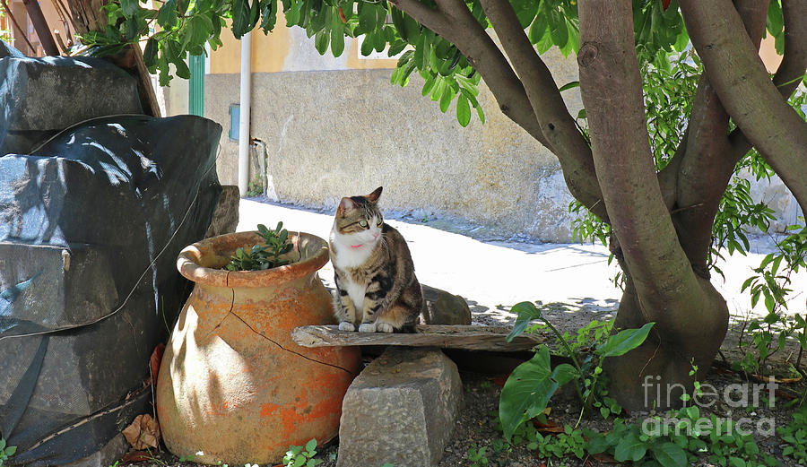 Cinque Terre Cat 0242 Photograph by Jack Schultz