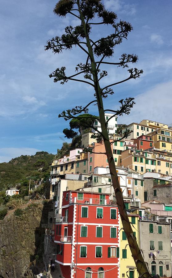 Enchanting Cinque Terre, Italy Photograph by Judith Rhue