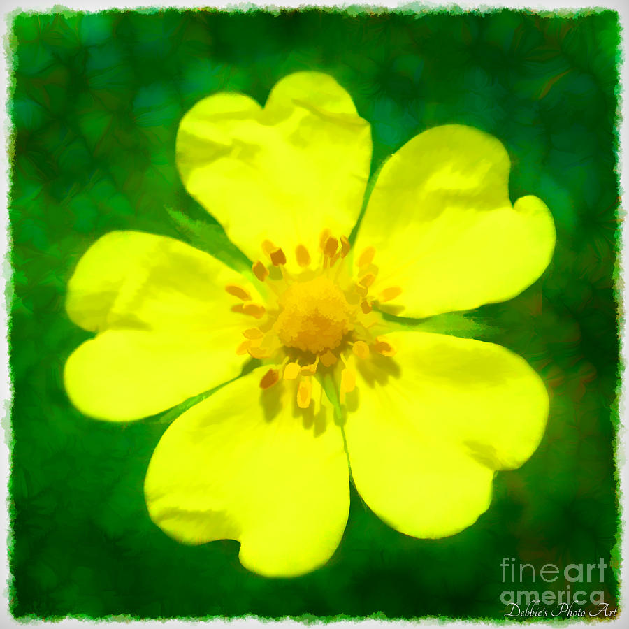 Cinquefoil Wildflower Digital Paint 4 Photograph by Debbie Portwood