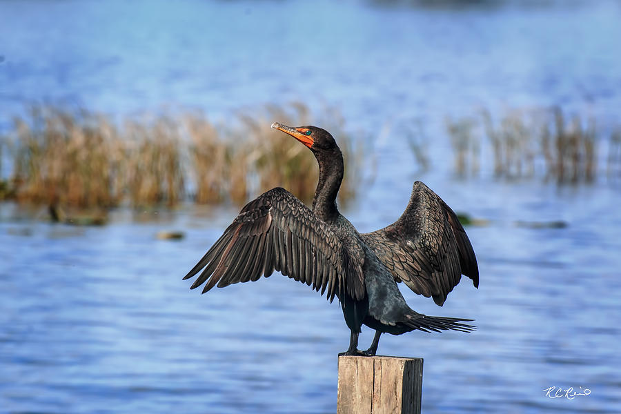Circle B Bar Reserve - Double Crested Cormorant - Drying Photograph by Ronald Reid