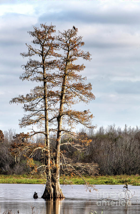 Circle B Bar Reserve, Lakeland, Florida Photograph By Felix Lai - Fine ...