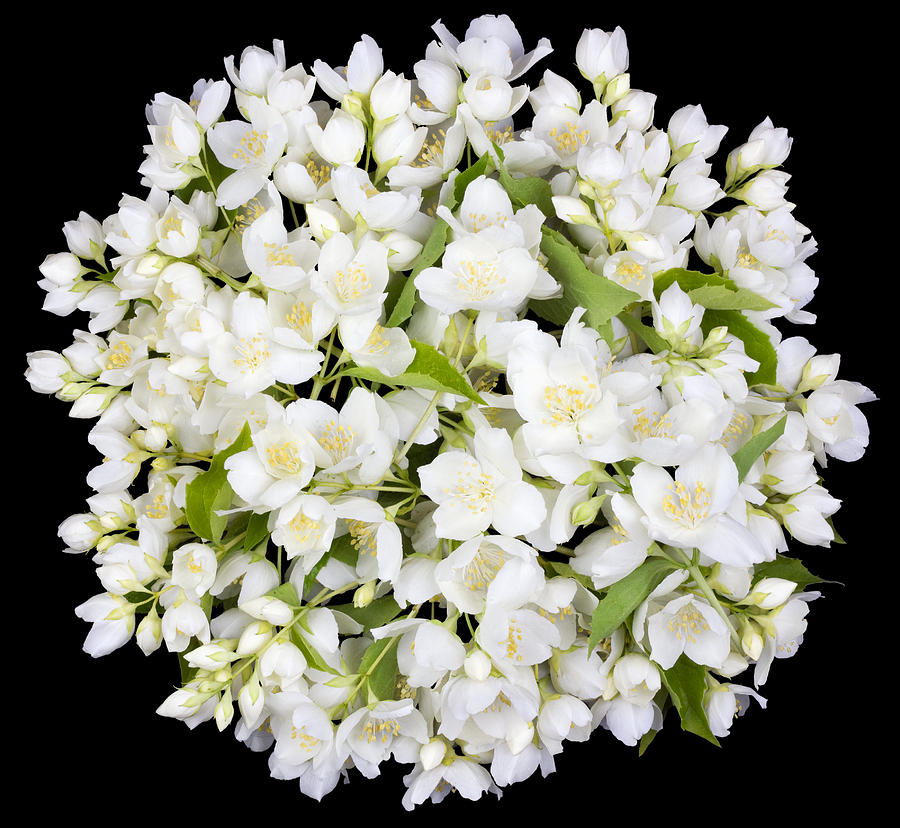 White Jasmine Flower