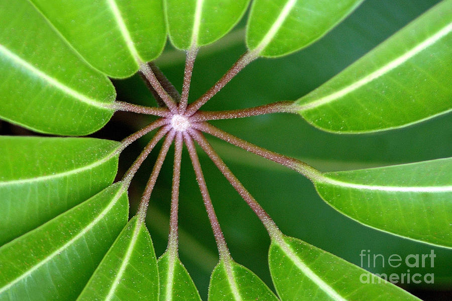 Nature Photograph - Circle Of Leaves by Dan Holm