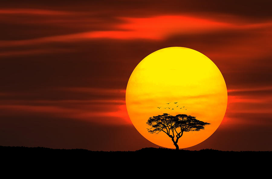 Summer Photograph - Circle of life by Bess Hamiti