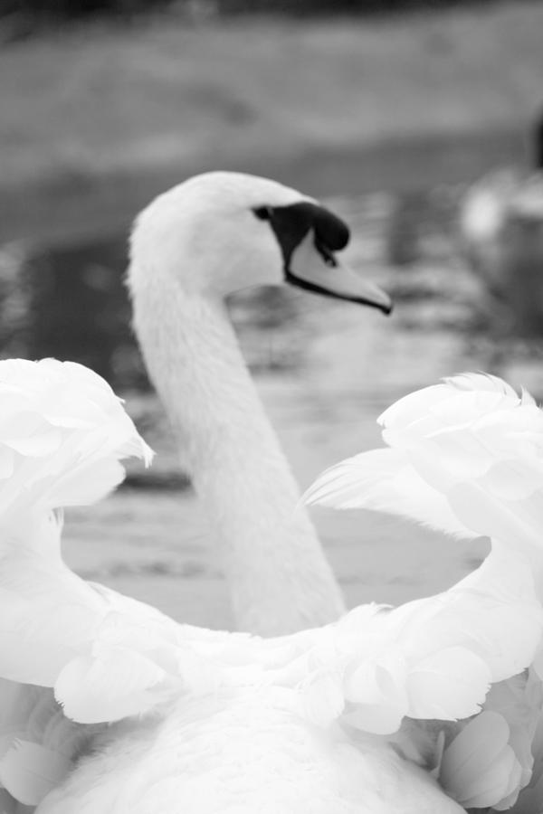 Swan Photograph - Circle of love by Taschja Hattingh