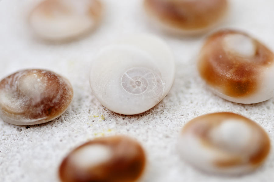 Circle of polished shells by pedro cardona Photograph by Pedro Cardona Llambias