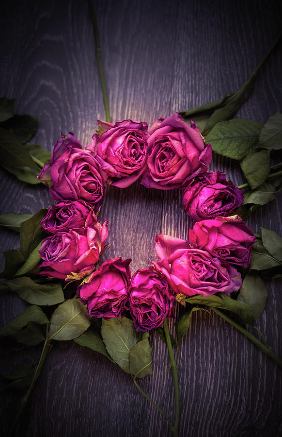 Circle of Roses Photograph by Svetlana Sewell