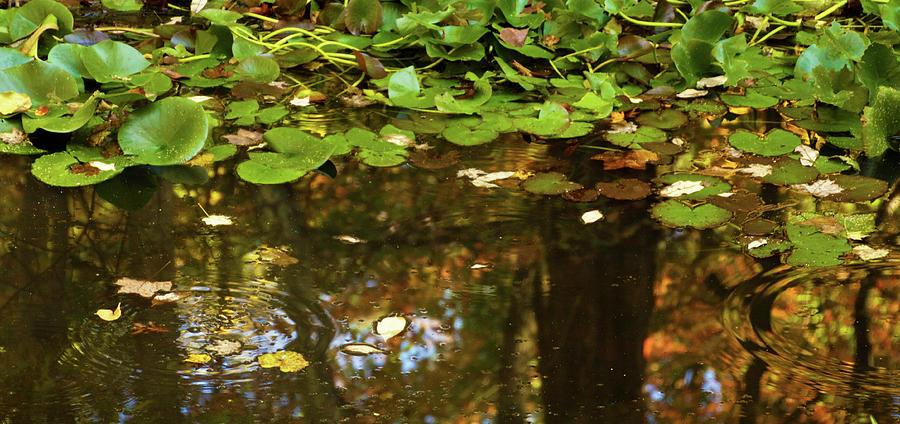 Circles in the Pond Photograph by Carol Senske