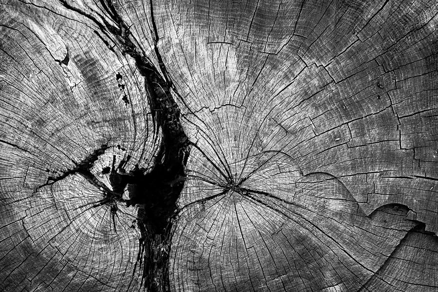 Circles of a Cut Tree Trunk Photograph by John Williams