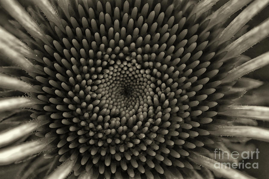 Circles of Life Monochrome Photograph by Karen Adams