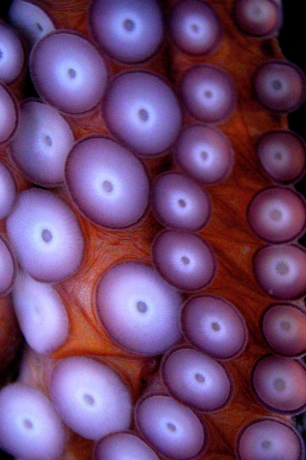Octopus Photograph - Circles Of The Deep by Rick  Monyahan