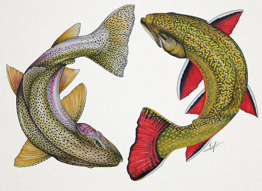 Trout Painting - Circling Rainbow and Brook Trout by Nick Laferriere