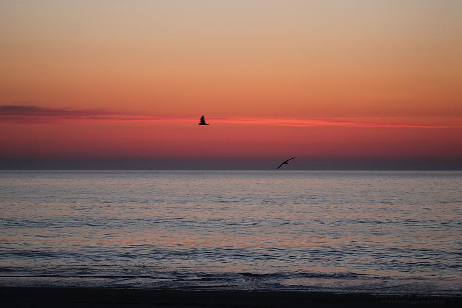 Circling Seagulls at Sunrise Photograph by Robert Banach