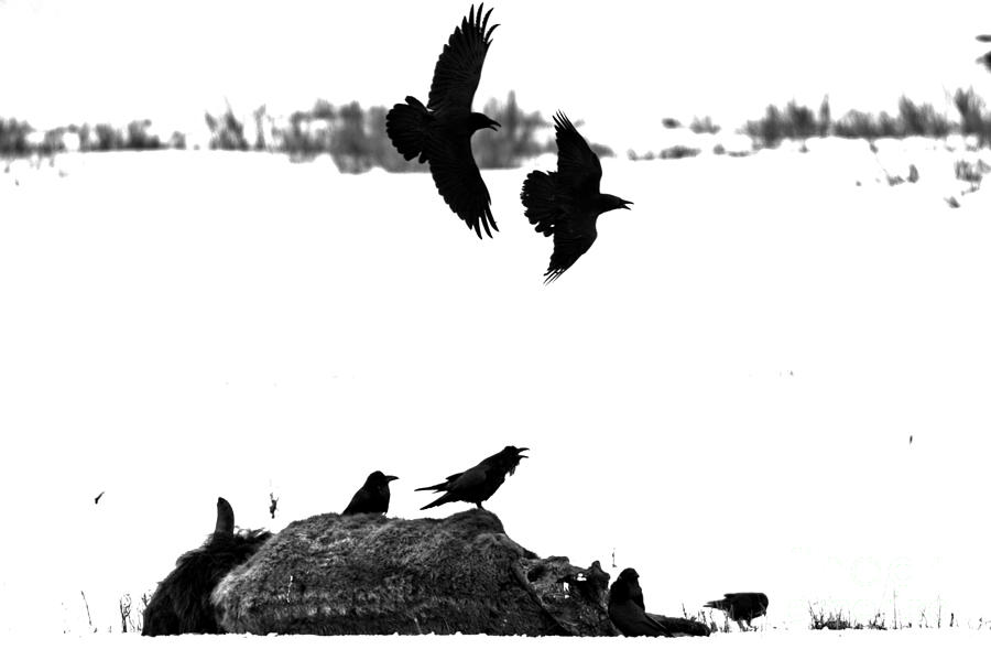 Circling The Carcass Black And White Photograph by Adam Jewell