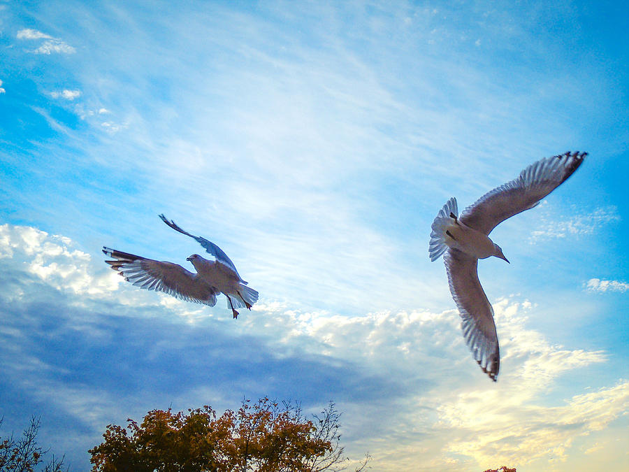 Circling Wings  Photograph by Glenn Feron