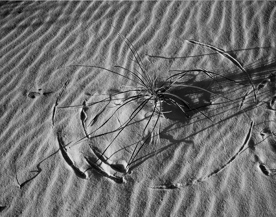 214805-BW-Circular Grass Dune Pattern  Photograph by Ed  Cooper Photography