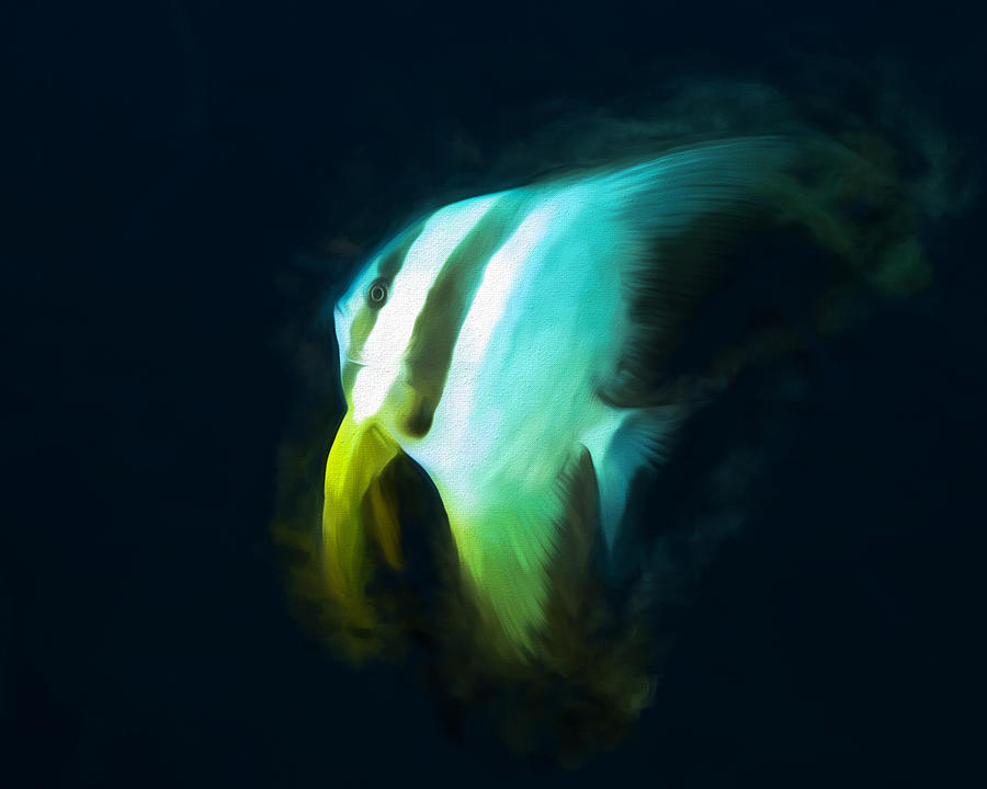 Fish Digital Art - Circular Spadefish by Roy Pedersen