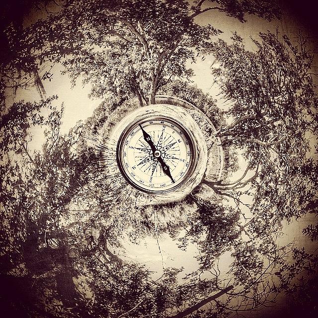 Compass Photograph - @circularplusapp #circularapp #oaktrees by Joan McCool