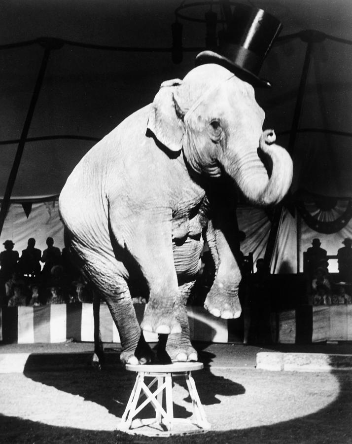 Circus Elephant, 1962 Photograph by Granger