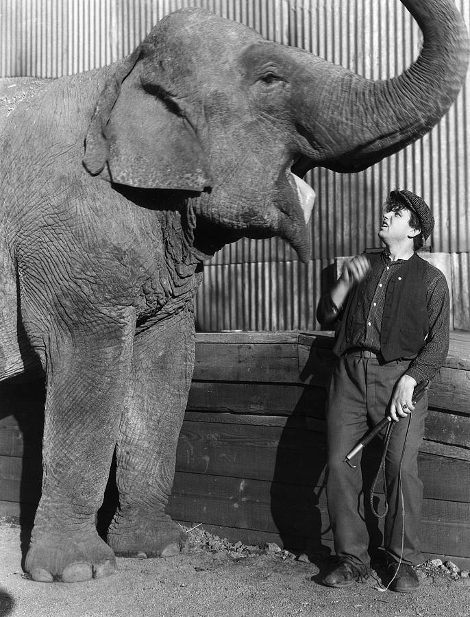 Circus: Elephant Photograph by Granger