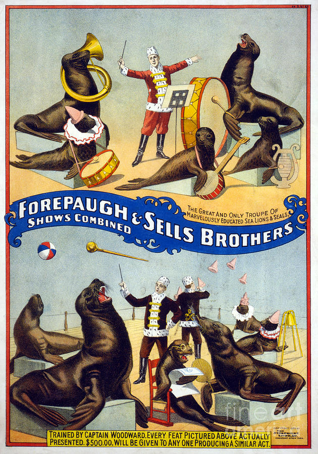 CIRCUS, SEA LIONS, c1899.  Drawing by Granger