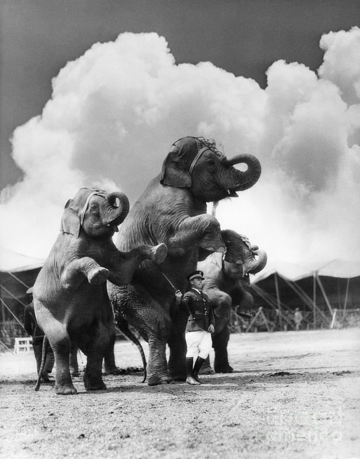 Circus Trainer With Elephants, C.1930s Photograph by H. Armstrong Roberts/ClassicStock