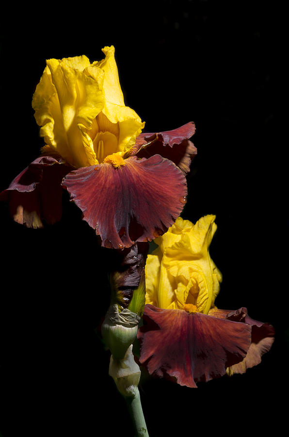 Circus World Iris Photograph by John Trax - Fine Art America