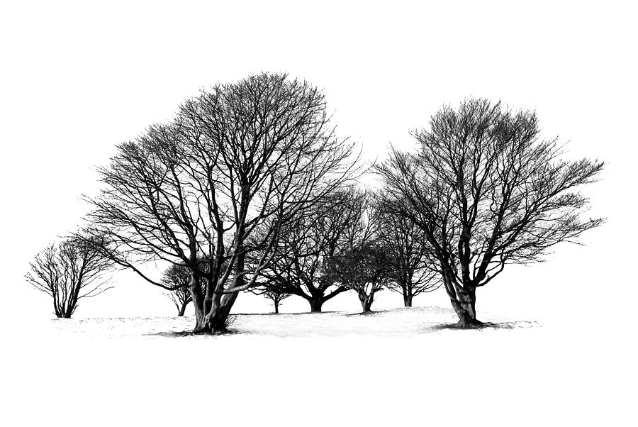 Cissbury Trees Photograph by Hazy Apple