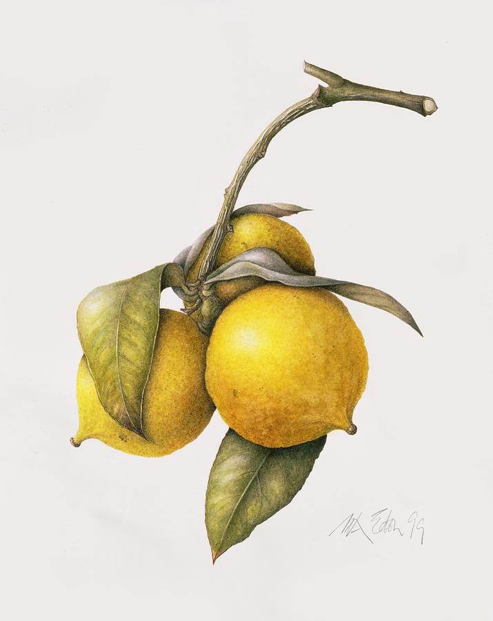 Citrus Bergamot Painting By Margaret Ann Eden