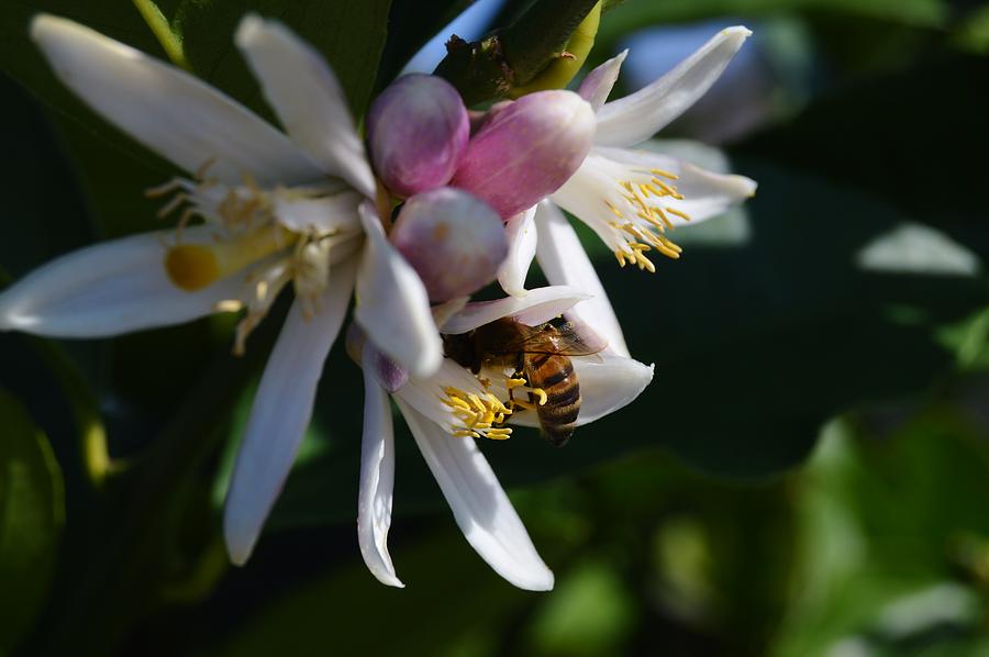 Citrus Bloom and Bee Photograph by Warren Thompson