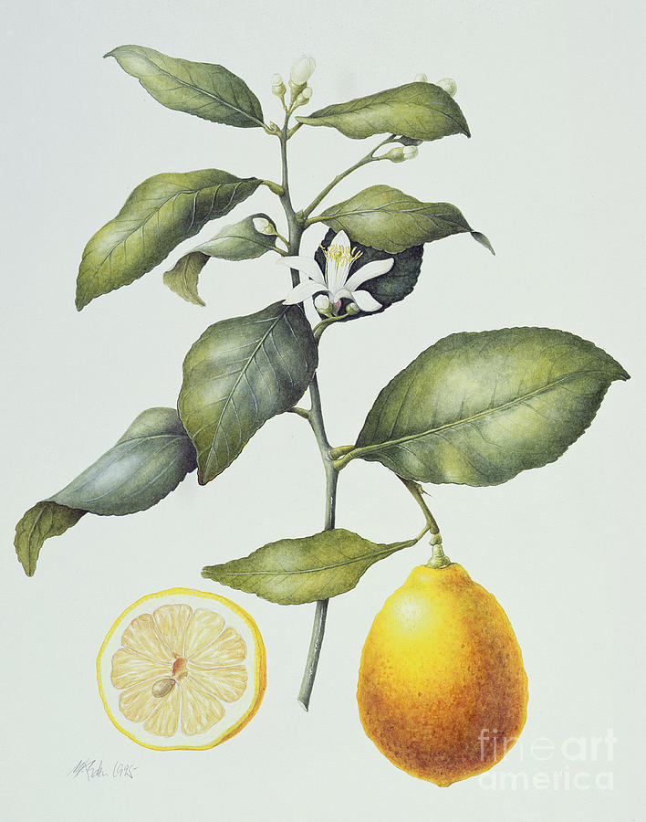 Citrus Lemon Painting by Margaret Ann Eden