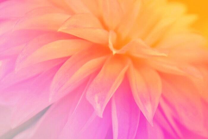 Citrus Scent of Dahlia Photograph by The Art Of Marilyn Ridoutt-Greene