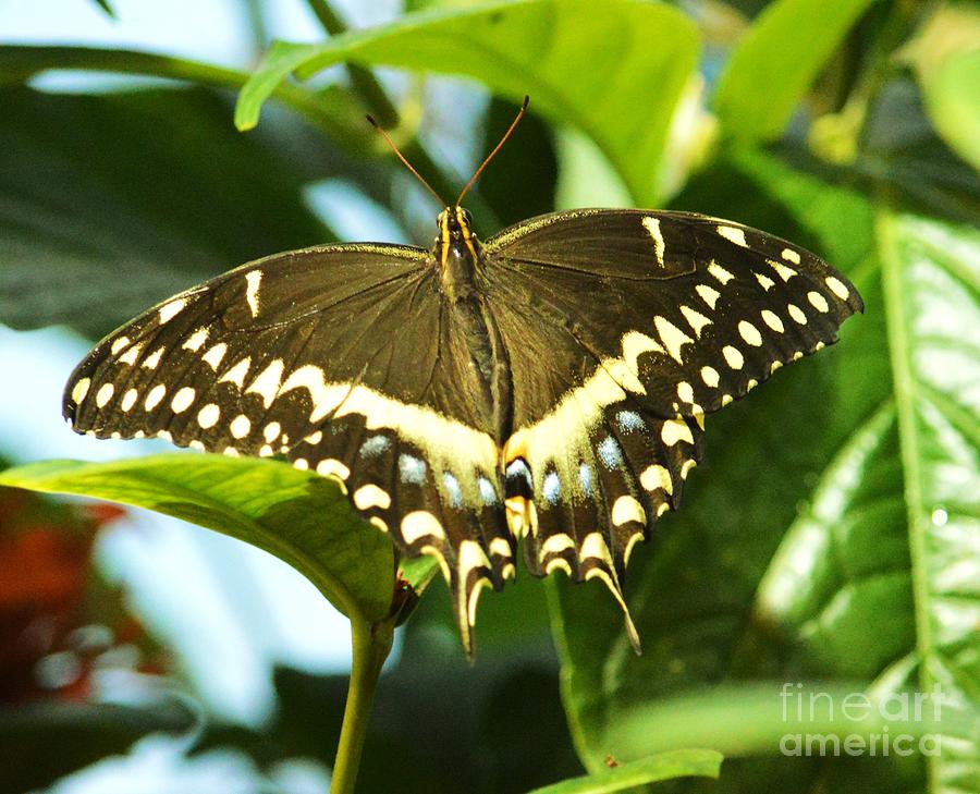 Portrait Of A Citrus Swallowtail Butterfly Photograph by Poet's Eye ...