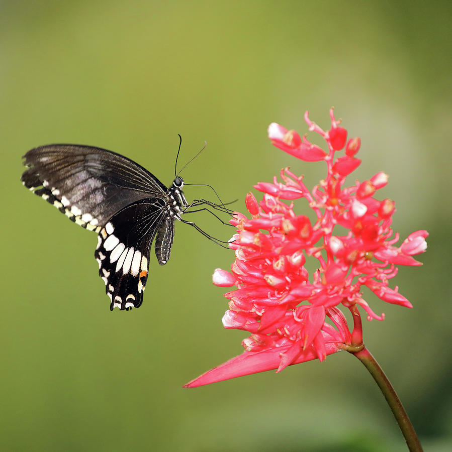 Citrus Swallowtail Photograph by Grant Glendinning