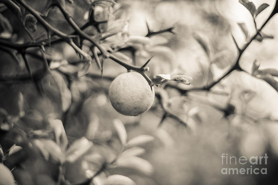 Citrus Tree Photograph by Ana V Ramirez