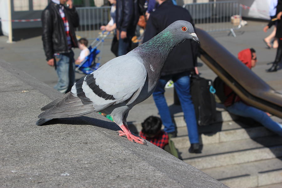 City Bird Photograph by Richard Davies - Fine Art America