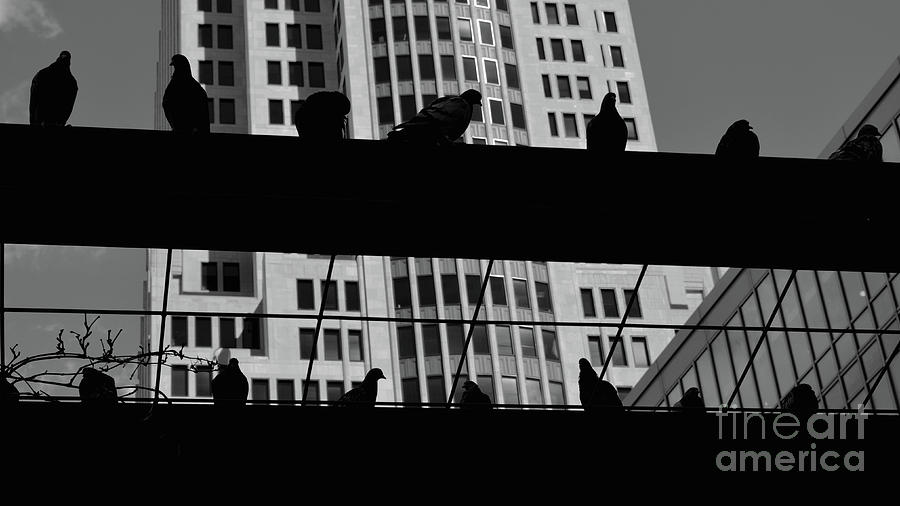 City Birds in Silhouette Photograph by Jason Freedman