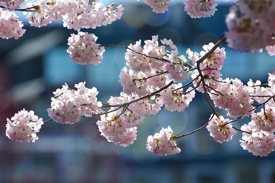 City Blossoms Photograph by Fraida Gutovich