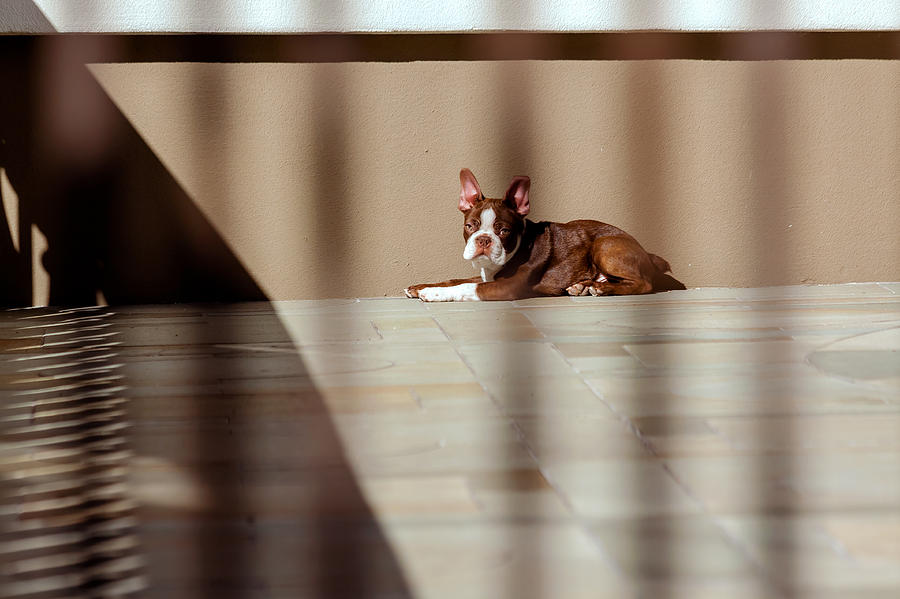 City Dog Photograph by Jonathan Nguyen